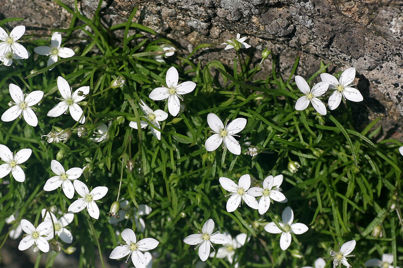 Moehringia muscosa / Erba paglina